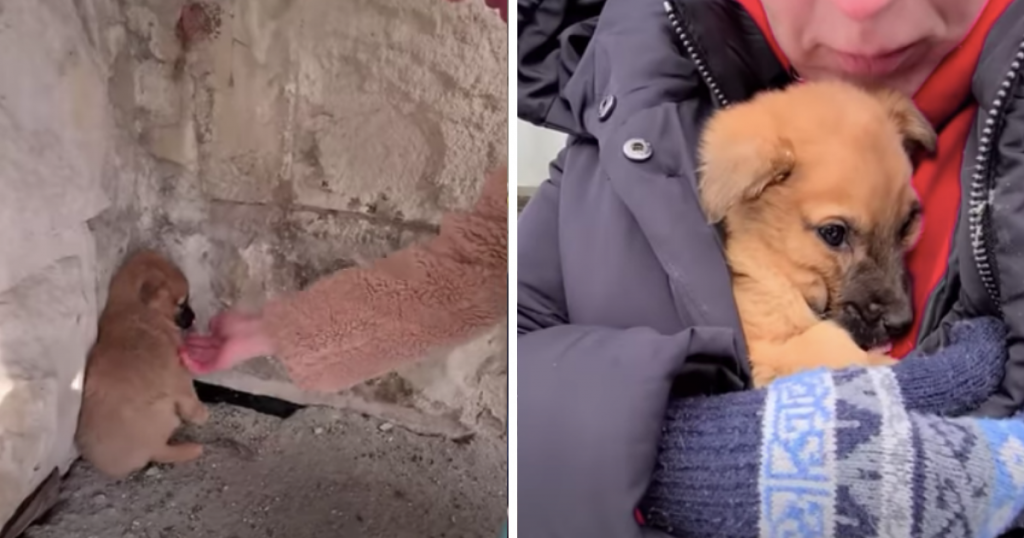 Freezing Puppy Searching for Warmth — Finds a Home and a New Paw-rent