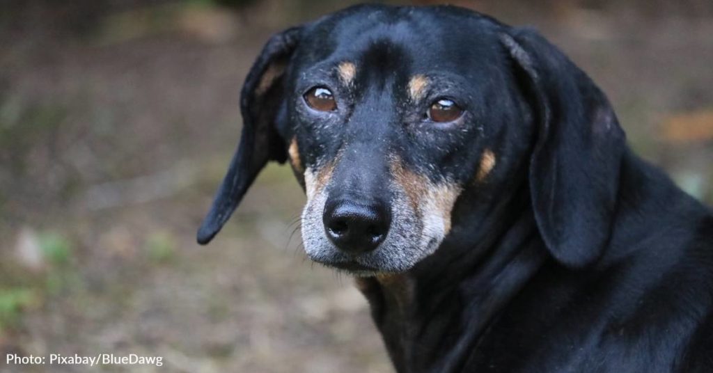 Heartbroken Senior Dog Who Looked For His Deceased Owner Every Day Finds New Home