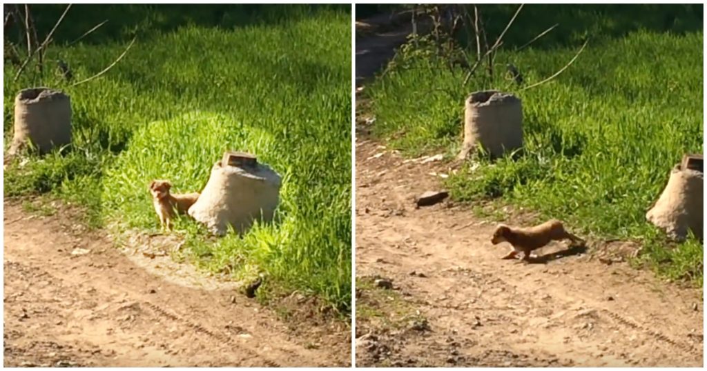 Puppy Discarded In Road Scurries Off To A Brush And Emerges With A Posse