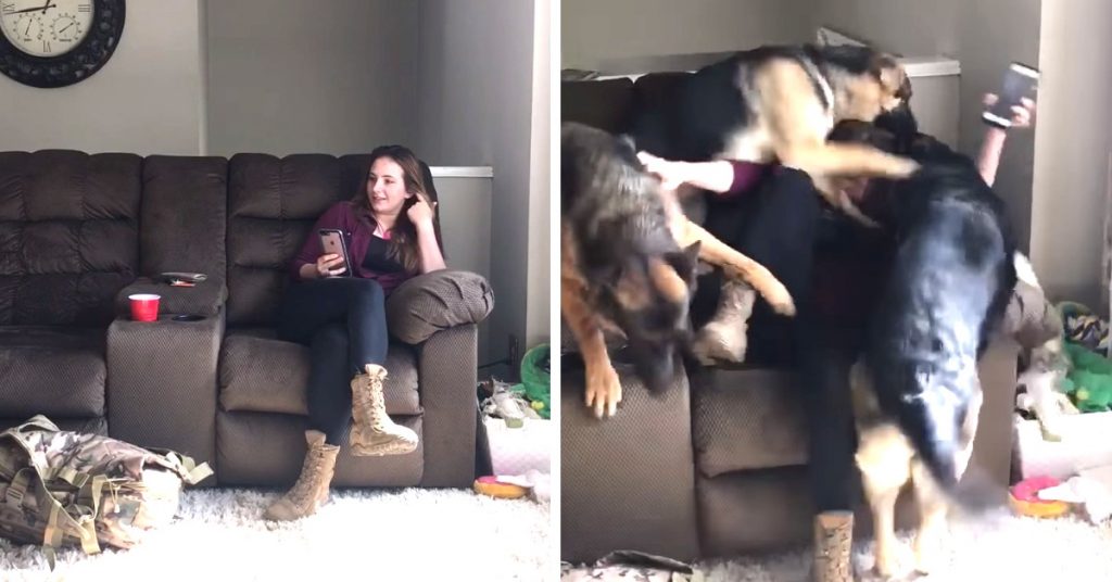 Soldier Returns Home To Her Dogs After 6 Months And They ‘Lost It’
