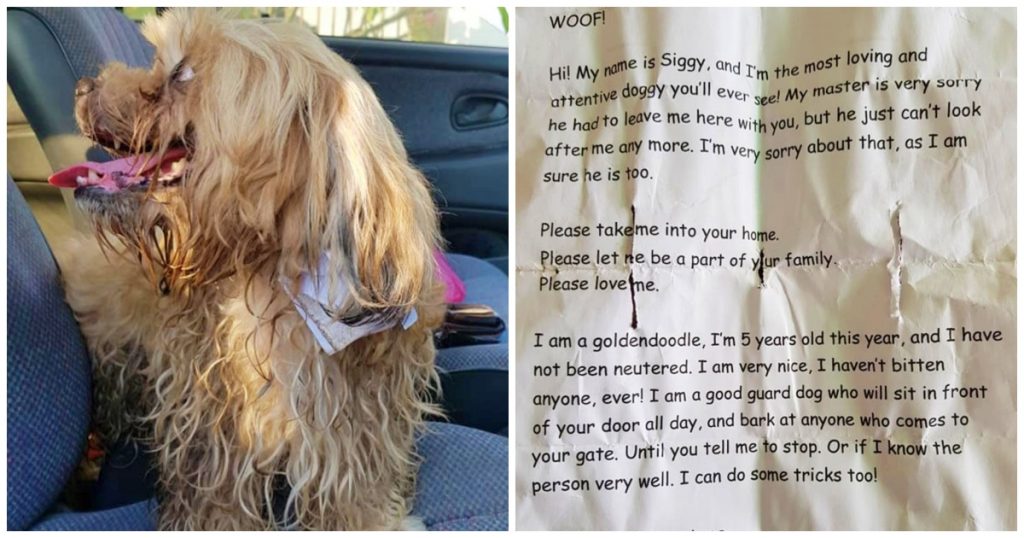 Man Goes Out For Groceries, Discovered ‘Disheveled’ Dog With Note On Collar