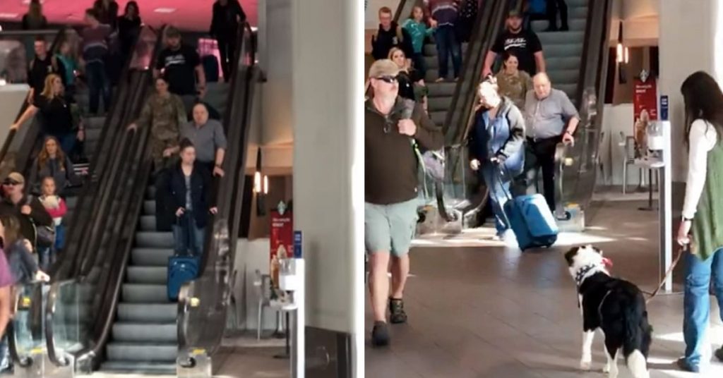 Dog Hasn’t Seen Soldier In 10-Months And Goes Bonkers Once She Spots Her At Airport