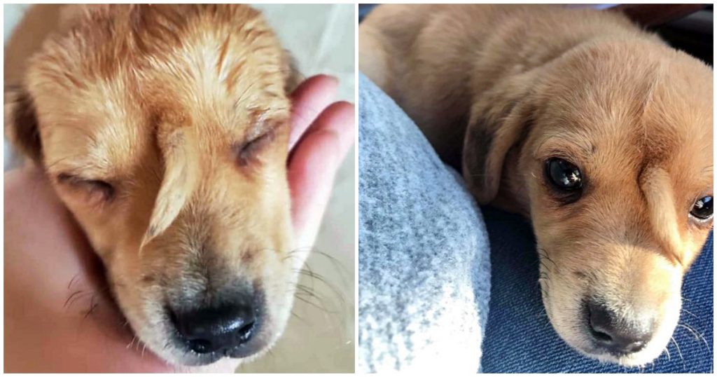 One-Of-A-Kind Puppy With ‘Tail’ Growing From His Face