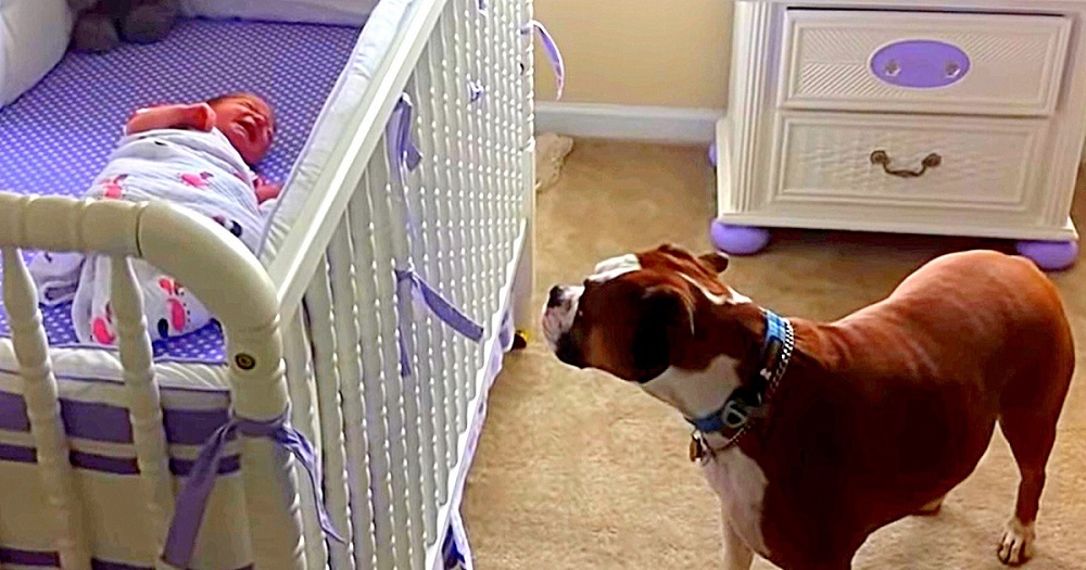Dog Weeps Her Heart Out When She Hears Newborn Baby Crying For The First Time