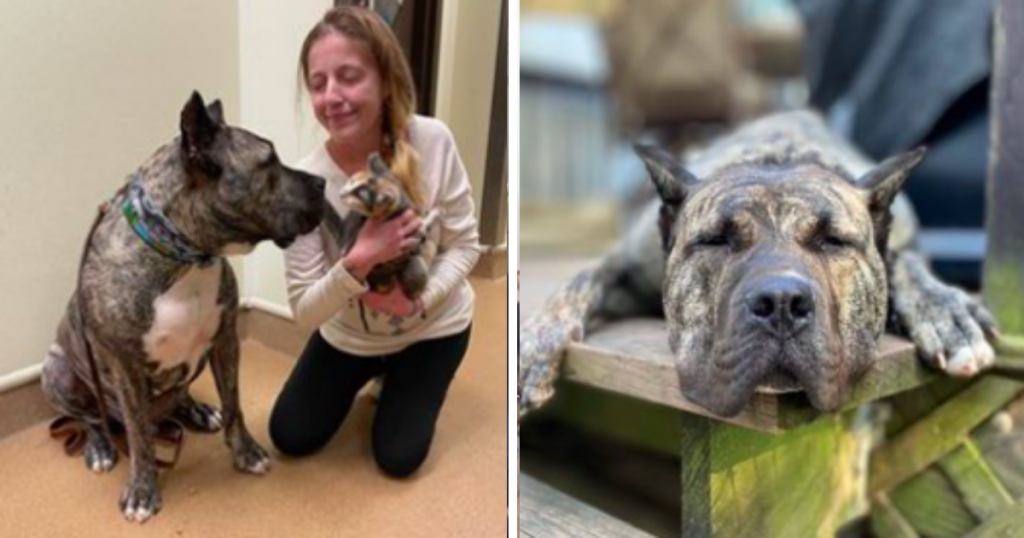 Abandoned Dog Is Given 10% Chance of Survival And A Mirable Happens