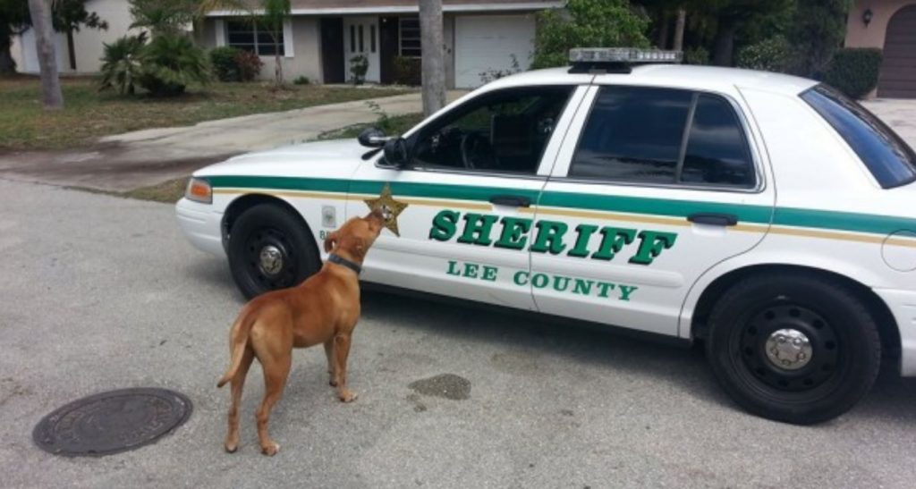 Sheriff Goes Looking For A Loose Pit Bull, The Dog Comes Right At His Car