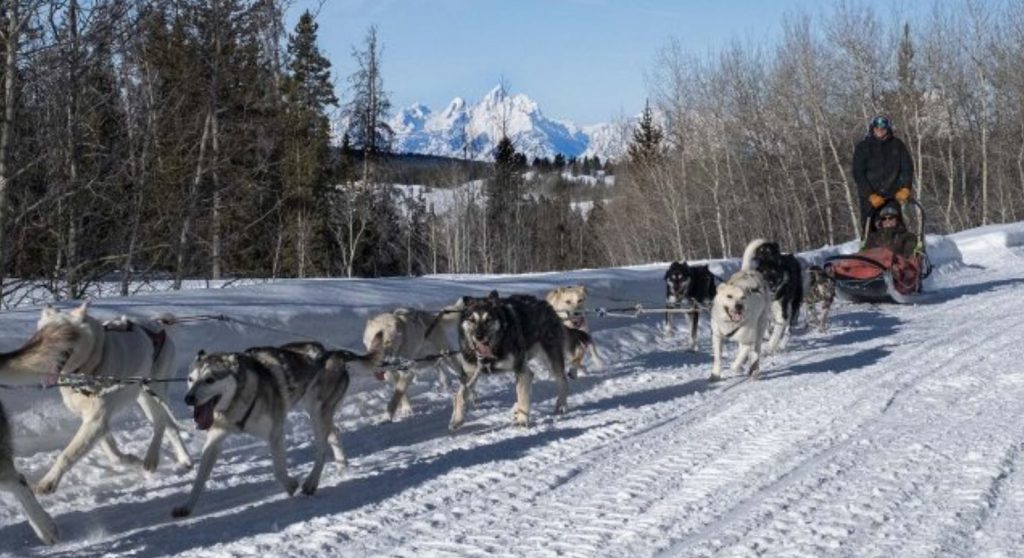 Sled Dogs Trek Through Snow To Deliver Groceries & Medication To Elderly