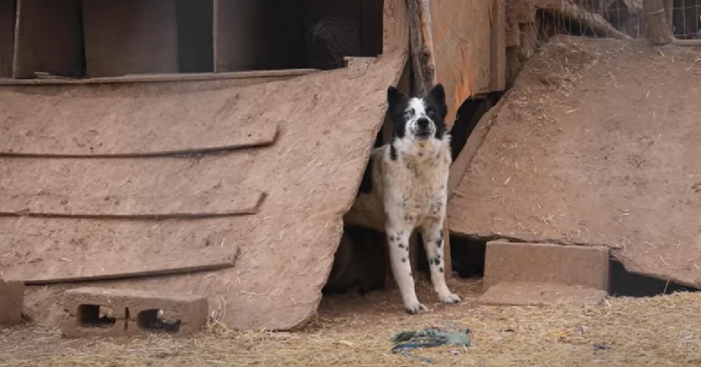 Dozens Of Dogs And Puppies Rescued From Neglectful Home In New Mexico