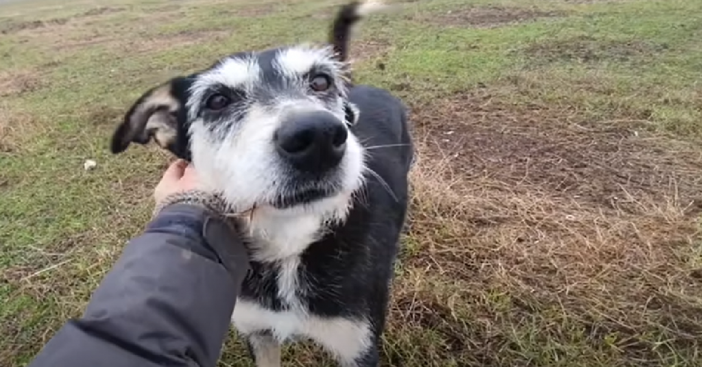 Stray Dogs Living In A Field Just Want To Be Loved