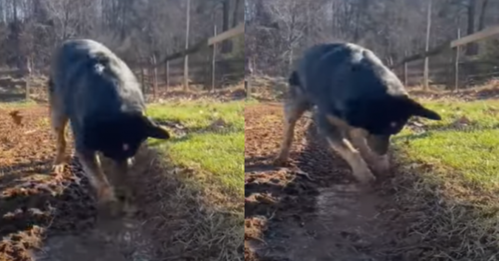 Cattle Dog Digs Trench To Help Owner ‘Herd’ Water Through The Yard