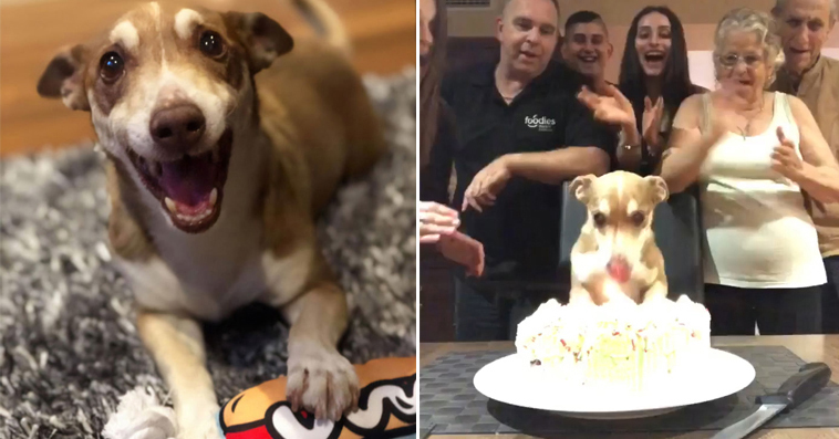 Family Surprises 13-year Old Dog a Birthday Party and He Is the Happiest