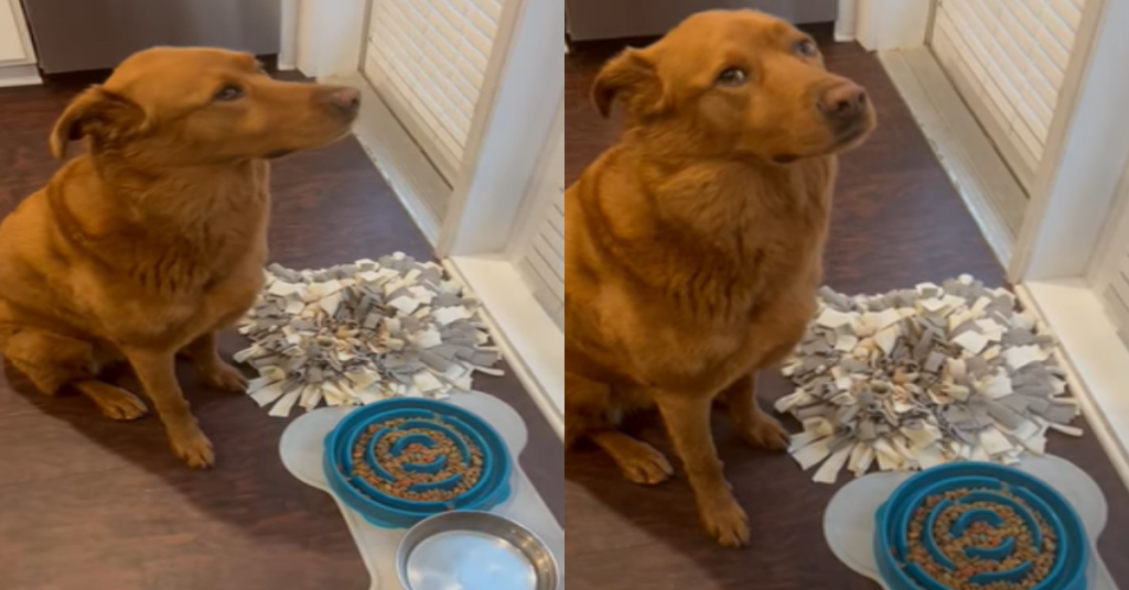 Dog Waits To Say Prayers Before Eating His Dinner