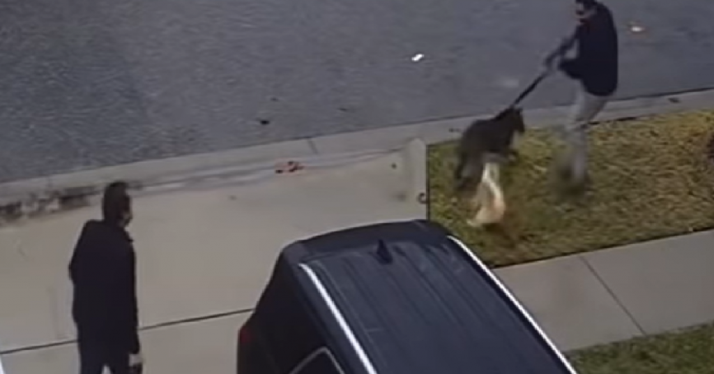 Fearless Cat Chases Off Dog That’s Bullying His Brother