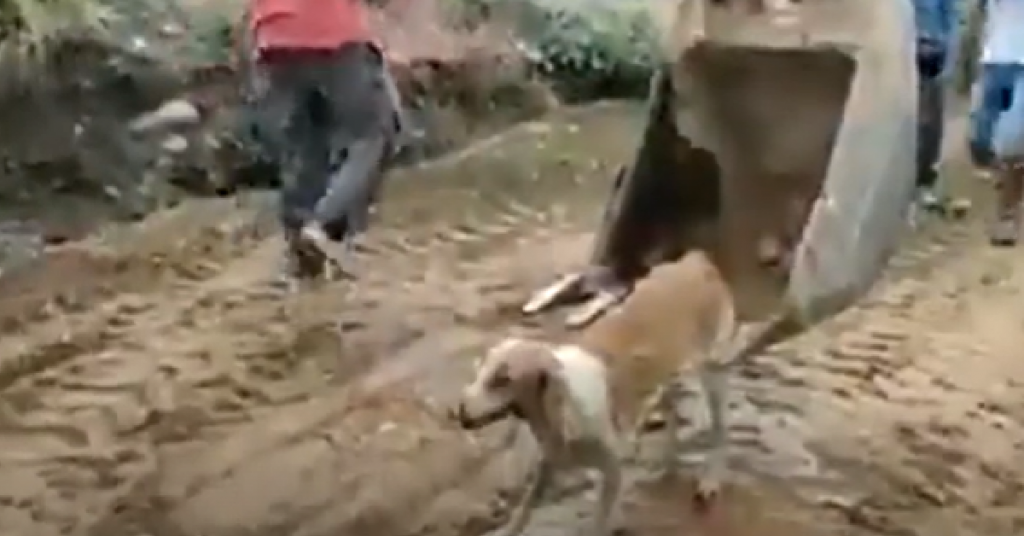 Construction Workers Use Excavator To Rescue Dog From Swift-Moving Canal