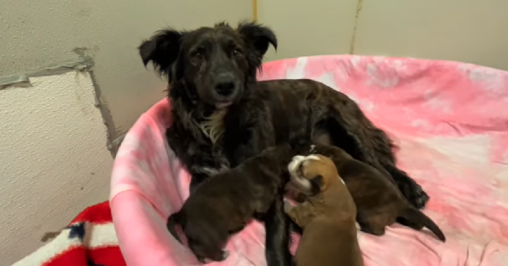 Rescuers Save Mom And Puppies From Trash-Filled House