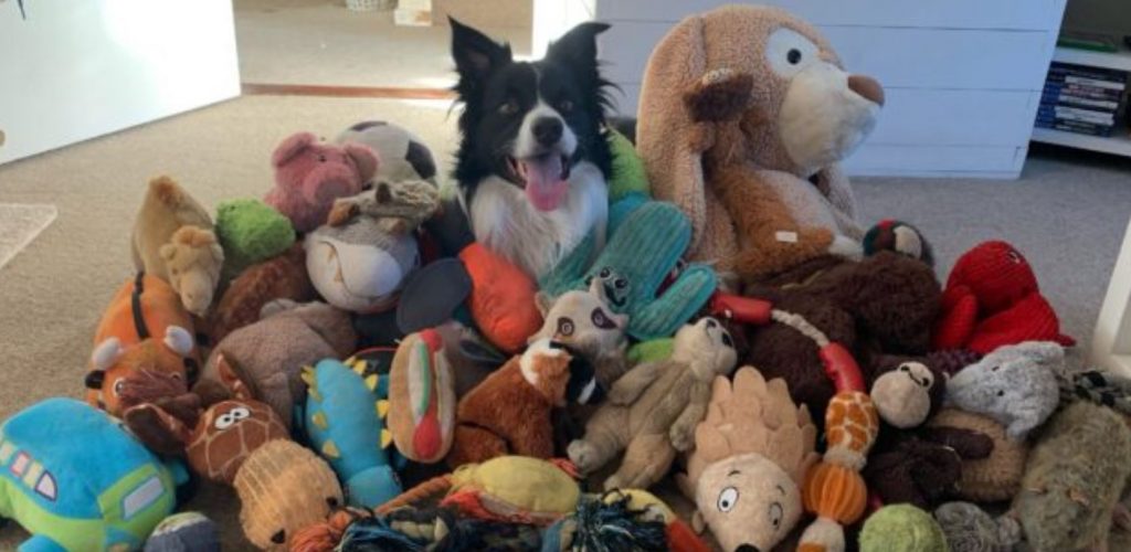 Smart Border Collie Became Viral When He Correctly Identifies His 52 Toys