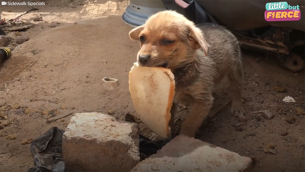 Abandoned Puppy Happily Shares His Slice Of Bread With Rescuers