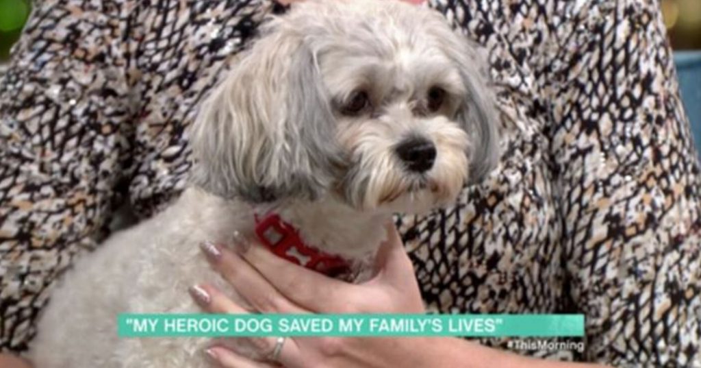 A Hero Dog Saved Her Family From Fire