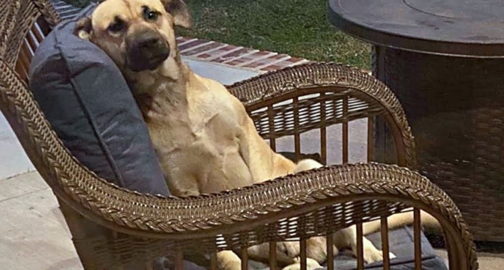 Dog Showed Up On Woman’s Patio Chair & Refused To Leave Until He Was Adopted