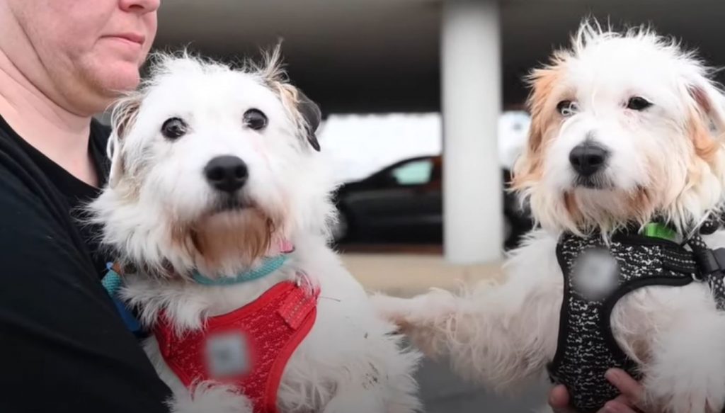 Mama Dogs Rescued From Neglectful Breeder Search For New Home Together