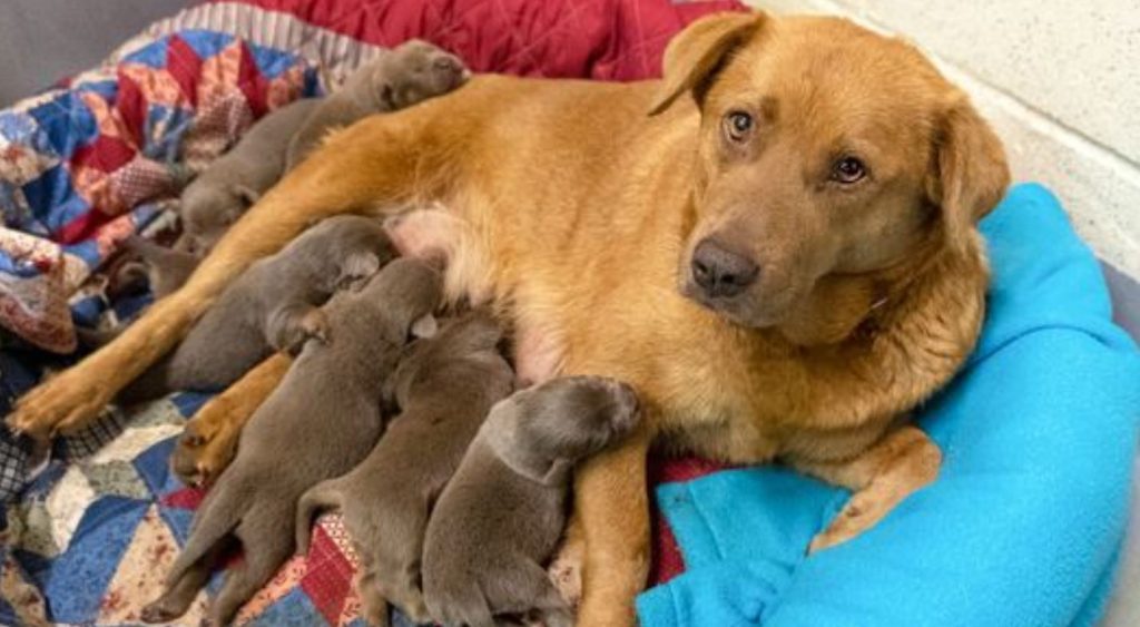 80 Dogs & Puppies Rescued From “Overwhelmed” Woman In Georgia
