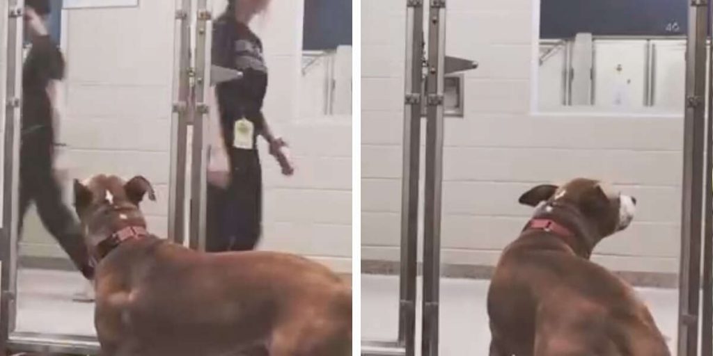 Shelter Dog Has Spent A Year Watching People Pass His Kennel Without Stopping
