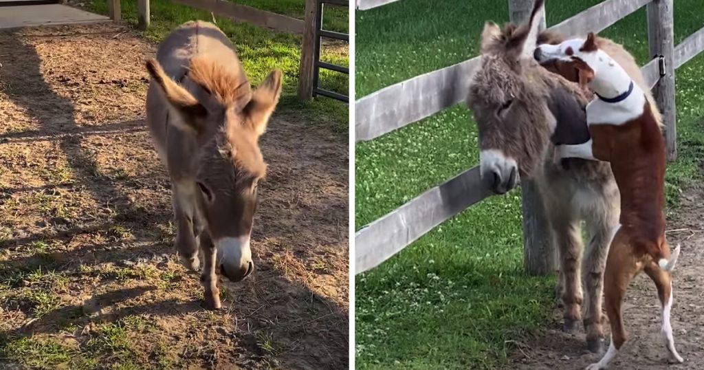 Shy Donkey Who Was Wary Of People And Dogs Gets The Friend He Needs In Pittie