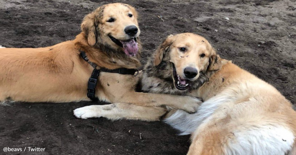 Long Lost Dog Siblings Unexpectedly Reunite At The Park