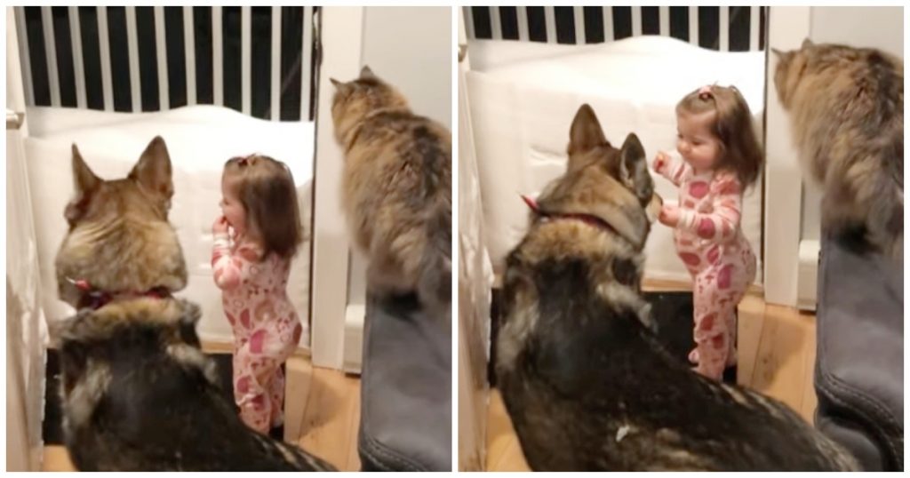 A clever dog and cat pair teach a young girl to “go to bed” so they can tuck her in