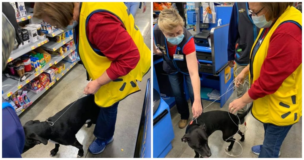 When a Walmart cashier hears commotion in the store, she raises her eyes and sees her long-lost dog