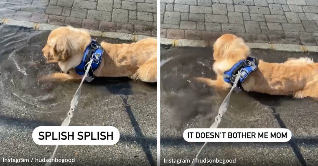 This Golden Retriever Cools Off During His Walk By Lying Down In His Puddle Bed
