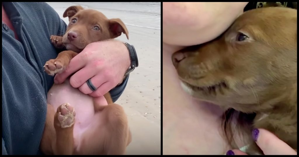 Puppy Found On Interstate Flashes Heart-Melting Grin When Rescuer Talks To Her