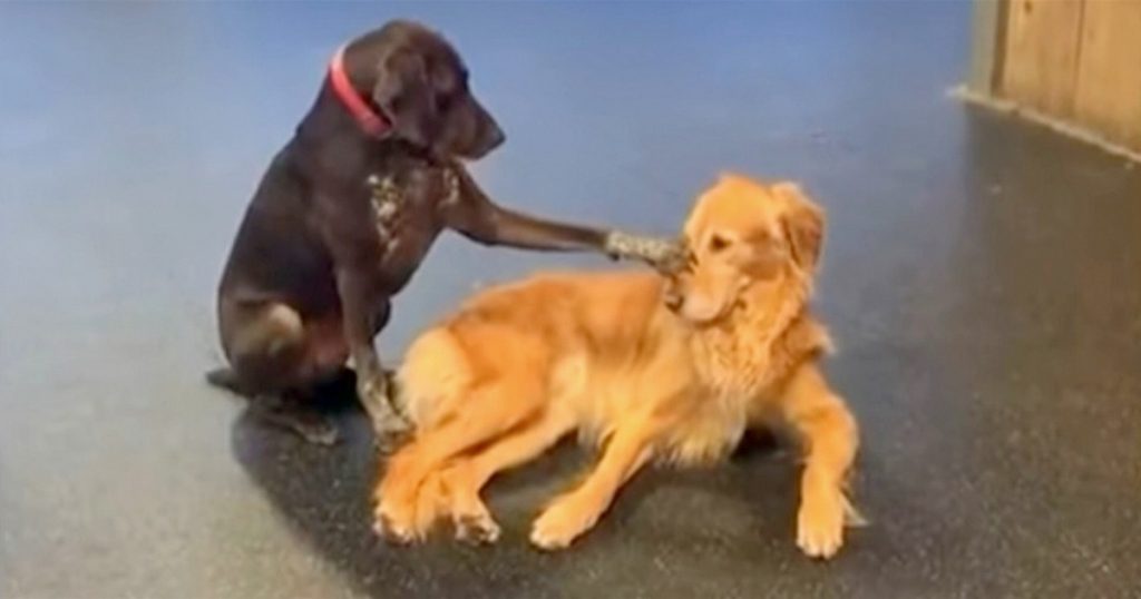 Dog Walks Over To Other Dogs In Daycare And Starts Petting Them