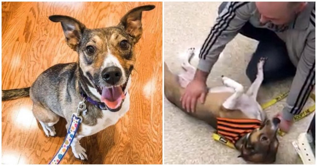 Man Went To Pet Adoption Event And Ended Up Finding His Long-Lost Best Friend