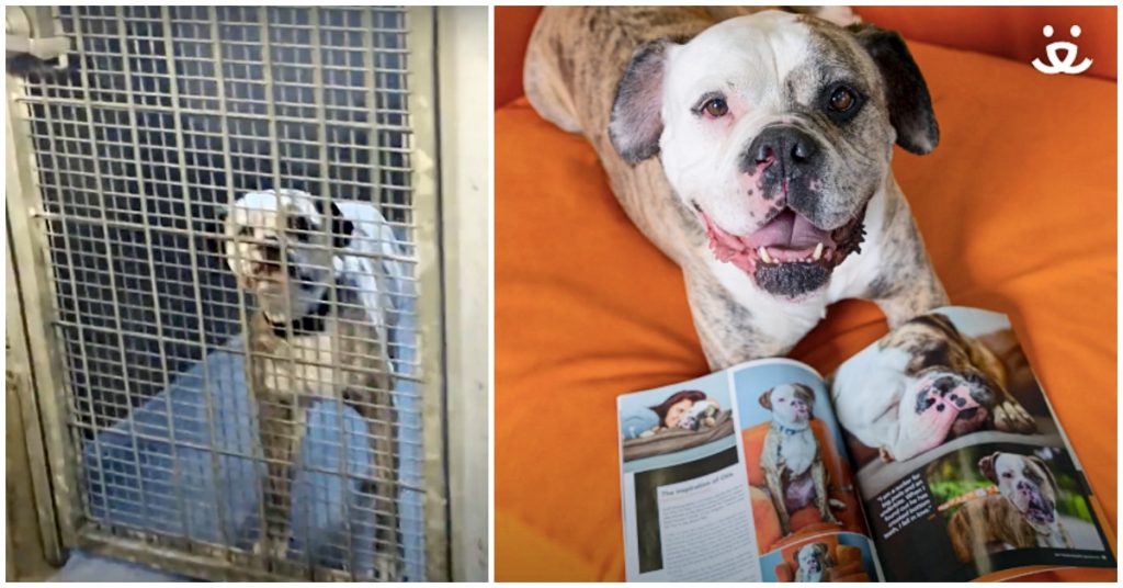 Shelter Dog Travels 1,000 Miles To Finally Get His Happily Ever After