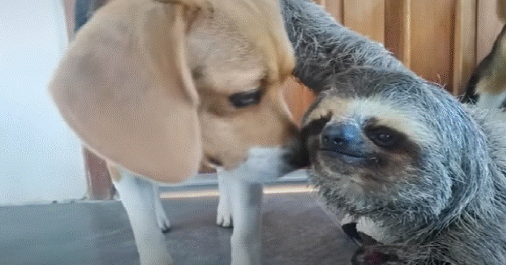 Rescue Sloth Becomes Best Friends With A Gentle Beagle