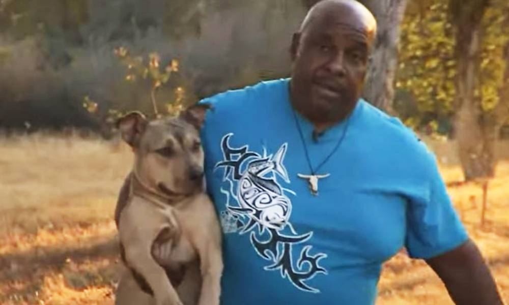 Retired Firefighter Received Best News during Interview about His Stolen Pit Bulls