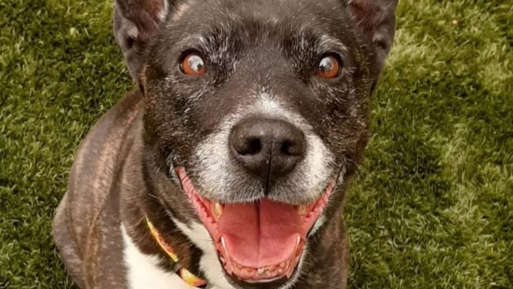 Senior Dog Waiting For A Home Really Does Hope Age Is Just A Number
