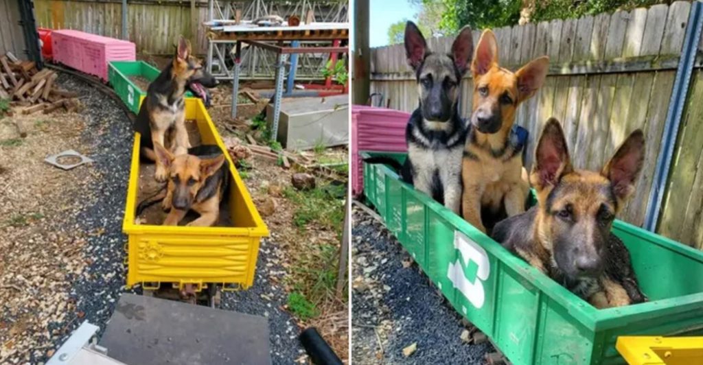 Dad Built Railway For Kids But His German Shepherds Use It First