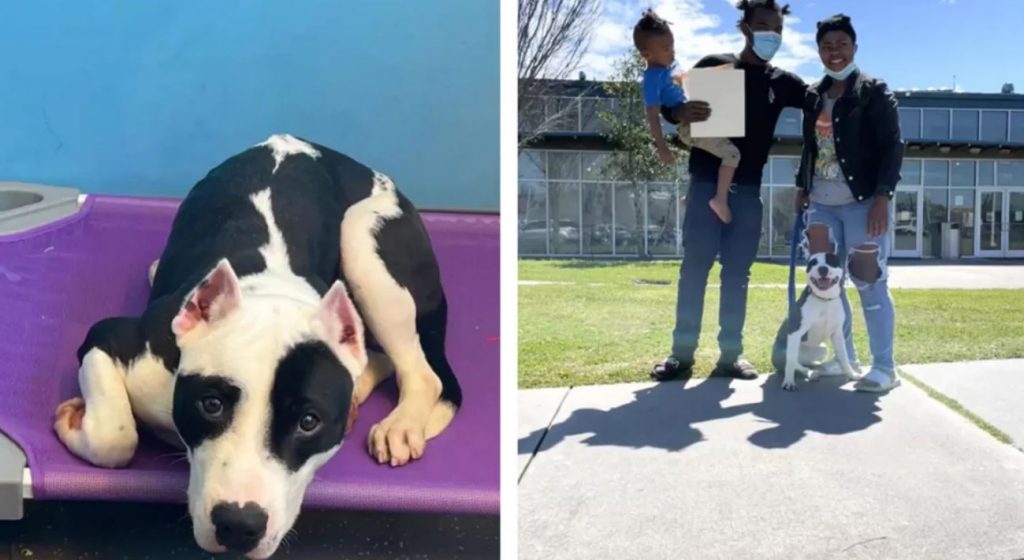Stolen Then Abandoned, A Dog Reunites With His Family Months Later