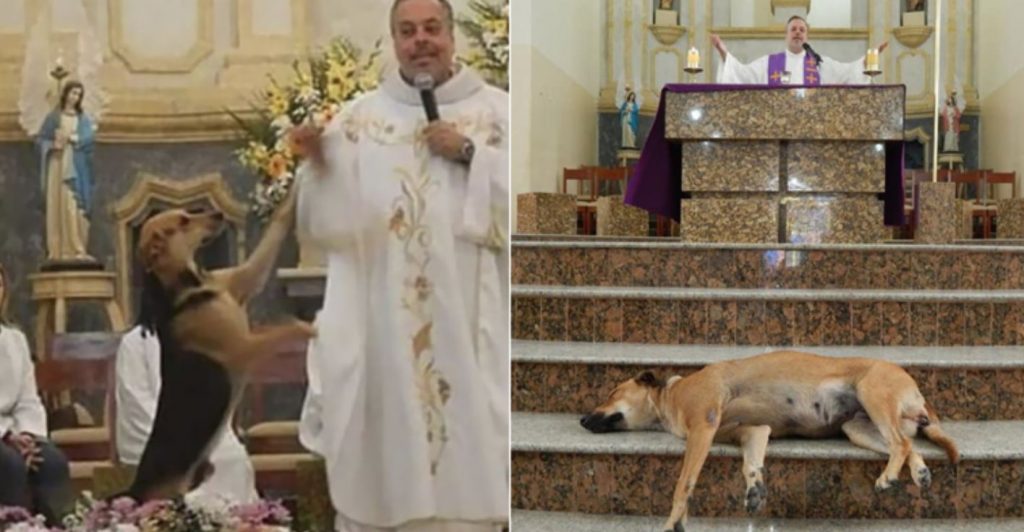 Stray Dogs Are Brought To Mass By A Brazilian Priest To Get Them Adopted