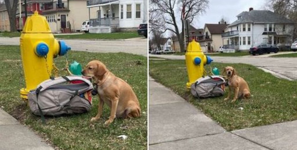 This Dog Was Tied to a Fire Hydrant and Abandoned