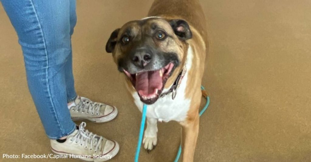 Nebraska Shelter Dog Finally Experiences “Gotcha Day” After Waiting Nearly 5 Years