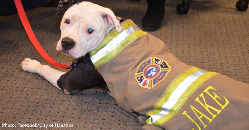 Burned Pit Bull Turned Honorary Firefighter In The Running For American Humane Hero Dog Award