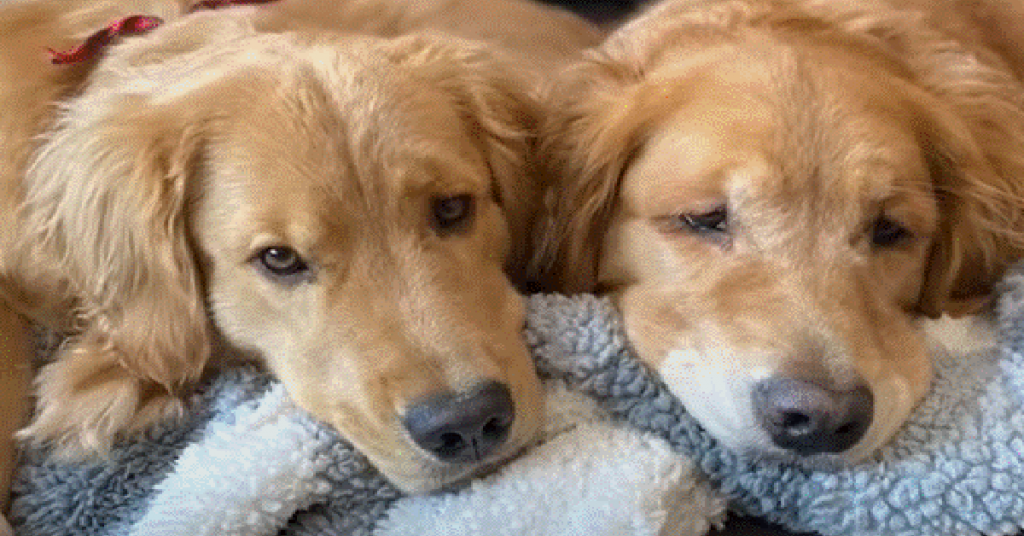 Lonely Golden Retriever Gets A Surprise Puppy To Fill The Hole In His Heart