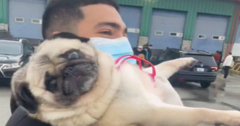 Rescue Pug Goes Viral For Her ‘Dramatic’ Reaction To Landing In Canada