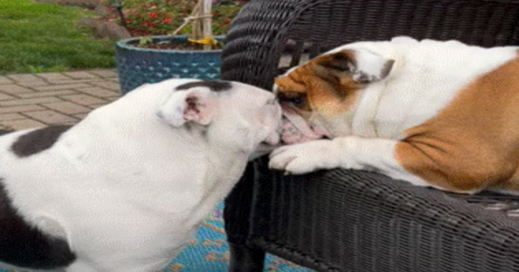 English Bulldogs Face-Off In Intense Staring Match