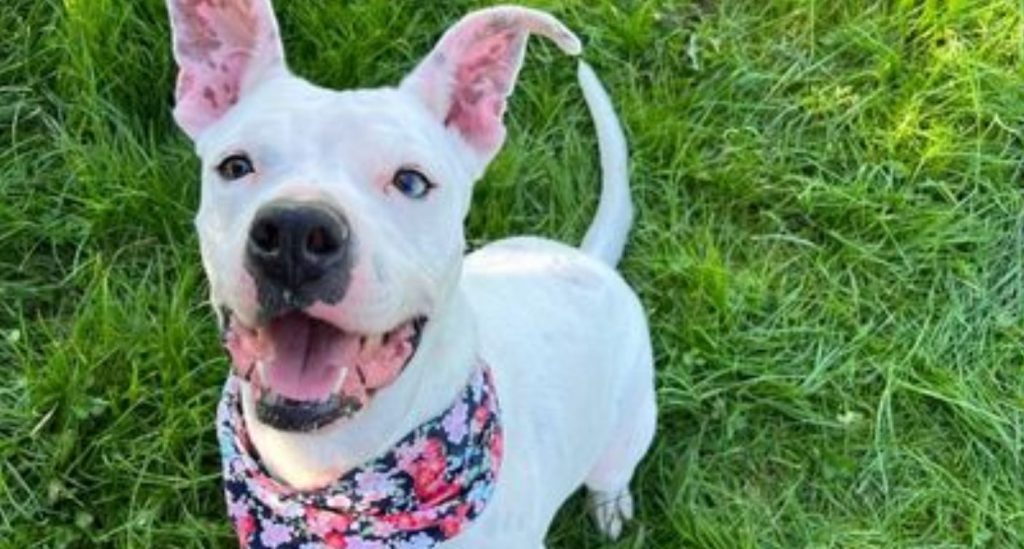 Georgia Shelter Dog Sports Biggest Smile As She Is Adopted After Spending 324 Days In Shelter