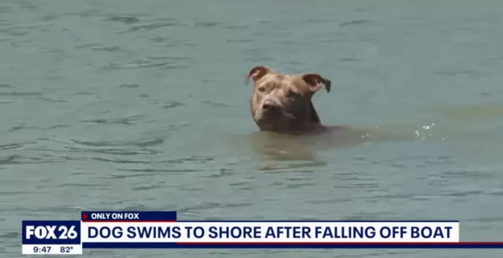 Monster the dog swims five miles back to shore after falling off his owner’s boat