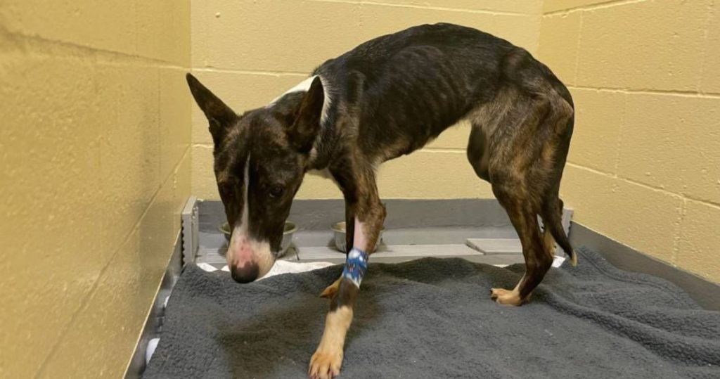 Shelter Works To Save Neglected, Dangerously Skinny Dog